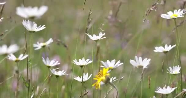 Contexto Abstrato Flores Alpinas Camomila Vídeo Com Profundidade Rasa Campo — Vídeo de Stock