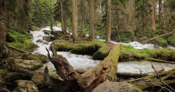 Горная Река Лесу Ландшафт Дикой Природы — стоковое видео