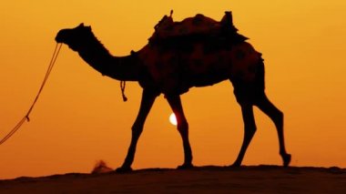 Cameleers, deve sürücüleri gün batımında. Günbatımında çöl Jaisalmer, Rajasthan, Hindistan.