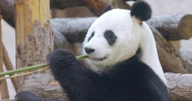 Dev panda (Ailuropoda melanoleuca), Çin 'in güneyinde yaşayan bir ayıdır..