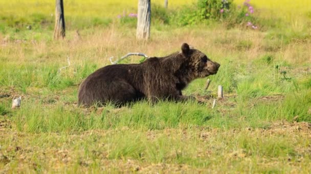 Niedźwiedź Brunatny Ursus Arctos Dzikiej Przyrodzie Niedźwiedź Występujący Północnej Eurazji — Wideo stockowe