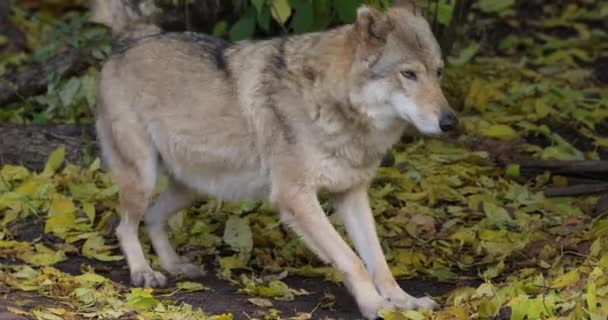 Lupul Canis Lupus Cunoscut Sub Numele Lupul Gri Este Cel — Videoclip de stoc