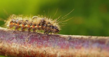 Sarı kuyruk güvesi (Euproctis similis), Erebidae familyasından bir tırtıldır. Tırtıl yeşil arka planda bir ağaç dalı boyunca sürünür..