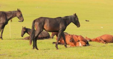 Dağ manzarasında yeşil bir çayırda otlayan atlar.