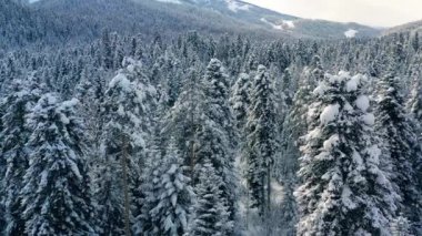 Kışın güzel bir kar manzarası ormanı. Karla kaplı çam ağaçlarının üzerinde uçuyor.