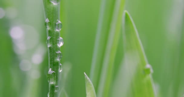 Zielona Trawa Zbliżenie Super Makro Fotografowania Abstrakcyjne Tło — Wideo stockowe