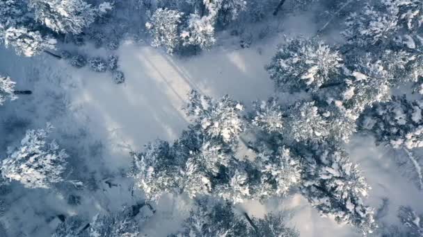Vacker Snö Scen Skog Vintern Flygning Över Tallar Täckta Med — Stockvideo