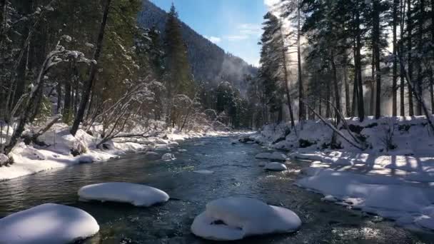 冬の美しい雪景色の森 雪に覆われた川や松の木の上を飛ぶ — ストック動画