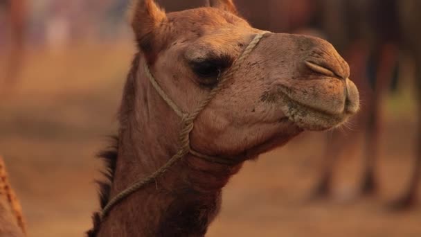 Camels Slow Motion Pushkar Fair Also Called Pushkar Camel Fair — Vídeo de Stock