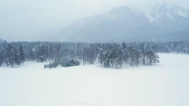 Piękny Las Sceny Śniegu Zimie Latanie Nad Sosnami Pokrytymi Śniegiem — Wideo stockowe