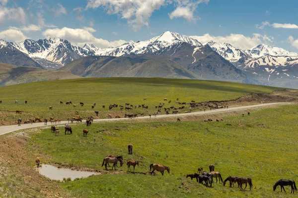 Animali Cavalli Mucche Pascolano Nei Prati Della Regione Dell Elbrus — Foto Stock