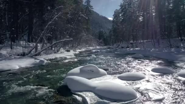 Bella Foresta Scene Neve Inverno Sorvolando Fiumi Pini Ricoperti Neve — Video Stock