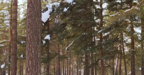 Ramas Árboles Fondo Las Nevadas Copos Nieve Cayendo Por Paisaje — Vídeos de Stock