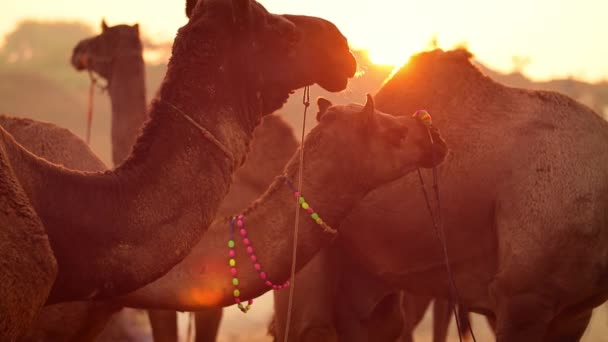 Camellos Cámara Lenta Feria Pushkar También Llamada Feria Camellos Pushkar — Vídeos de Stock