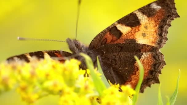 Маленькая Черепаховая Бабочка Aglais Urticae Nymphalis Urticae Красочная Евразийская Бабочка — стоковое видео