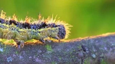 Küçük kaplumbağa kabuğu (Aglais urticae) tırtıl. Ürtiker tırtılı batan güneşin ışınlarında sürünür..