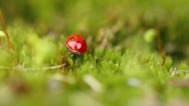 Ormandaki yeşil çimlerde bir uğur böceğinin yakın çekimi. Vahşi doğadaki makrokozmoz. Coccinella septempunctata, yedi noktalı uğur kuşu, Avrupa 'nın en yaygın uğur böceğidir..