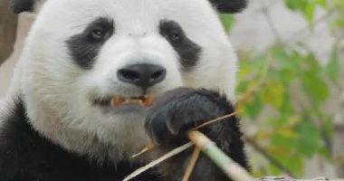 Dev panda (Ailuropoda melanoleuca), Çin 'in güneyinde yaşayan bir ayıdır..