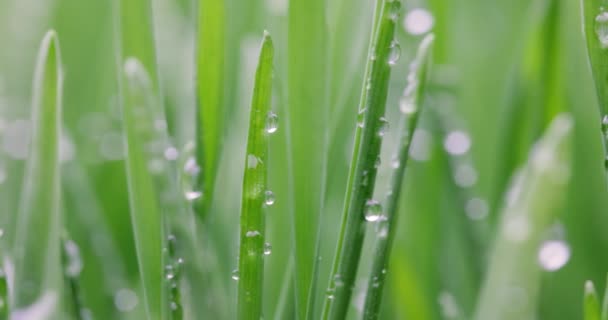 Green Grass Close Super Macro Shooting Abstract Background — Stock Video