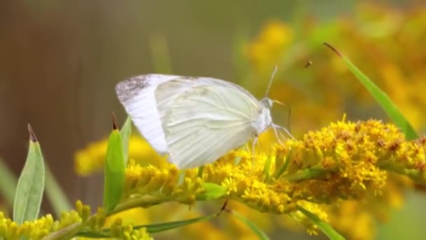 ピアスBrassicae 大規模な白い蝶 キャベツ蝶と呼ばれる ヨーロッパ 北アフリカ アジアではしばしば農地 牧草地 公園で大きな白が一般的です — ストック動画