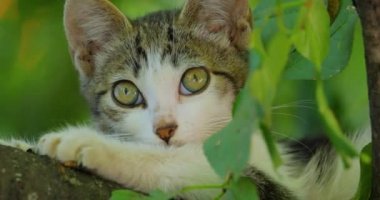 Ağaç dalında başıboş bir kedi yavrusu. Sokak kedisi açık havada yaşayan ve insanlarla temas kurmaktan kaçınan sahipsiz bir kedidir: kendisine dokunulmasına ya da dokunulmasına izin vermez ve insanlardan gizli kalır..