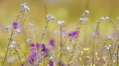 Myosotis kapat. Kuzey yarımkürede halk dilinde 