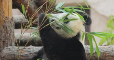 Dev panda (Ailuropoda melanoleuca), Çin 'in güneyinde yaşayan bir ayıdır..