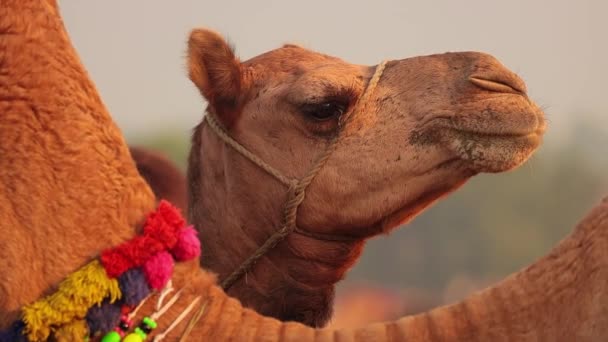 Camels Slow Motion Pushkar Fair Also Called Pushkar Camel Fair — Vídeo de Stock