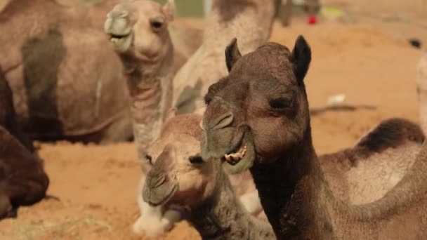 Kamelen Pushkar Fair Ook Wel Pushkar Camel Fair Lokaal Als — Stockvideo