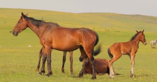 Άλογα Που Βόσκουν Ένα Καταπράσινο Λιβάδι Ορεινό Τοπίο — Αρχείο Βίντεο