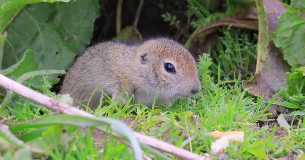 Гірська Кавказька Земляна Білка Spermophilus Musicus Гризун Роду Наземних Білок — стокове відео