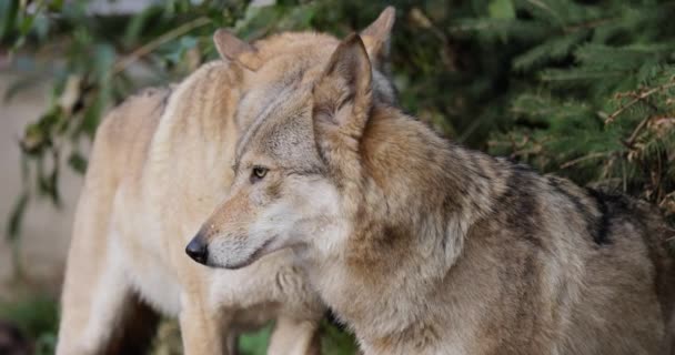 Vlk Canis Lupus Známý Také Jako Šedý Vlk Největším Dochovaným — Stock video