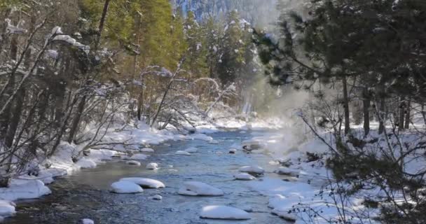 Kışın Güzel Kar Manzaralı Orman — Stok video