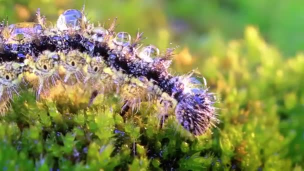 Pequeña Oruga Carey Aglais Urticae Oruga Urticaria Arrastra Los Rayos — Vídeos de Stock