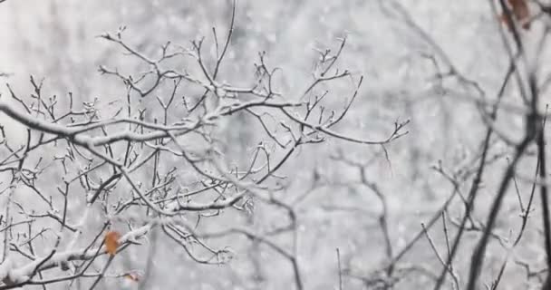 눈덮인 가지들 풍경에 눈송이들 — 비디오