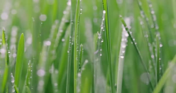 Grünes Gras Nahaufnahme Super Makro Schießen Abstrakten Hintergrund — Stockvideo