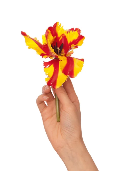 Gekleurde tulip — Stockfoto