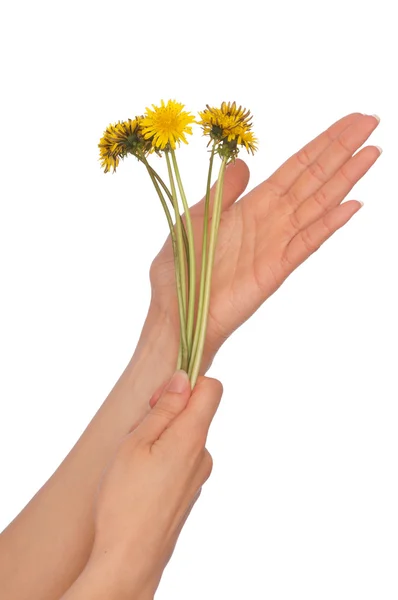 Yellow dandelions — Stock Photo, Image