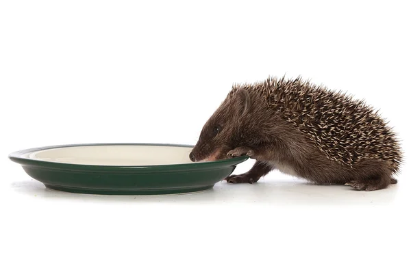 Igel — Stockfoto