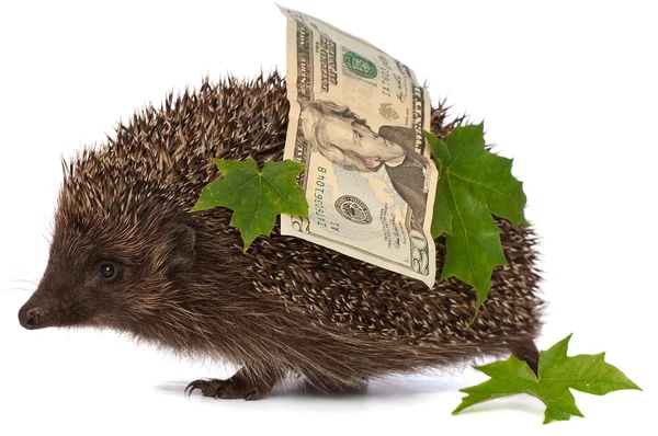Hedgehog with money profit — Stock Photo, Image
