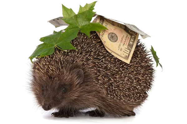 Hedgehog with money profit — Stock Photo, Image