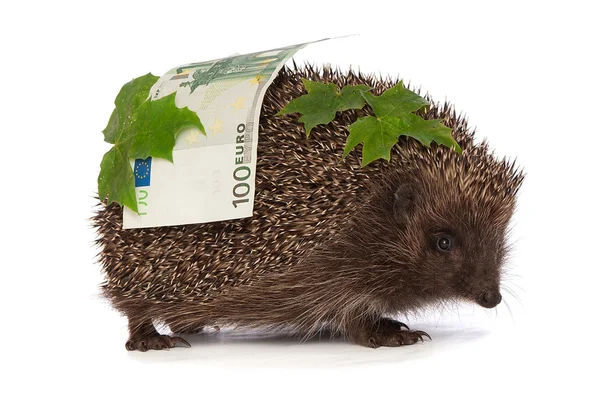 Hedgehog with euro profit — Stock Photo, Image