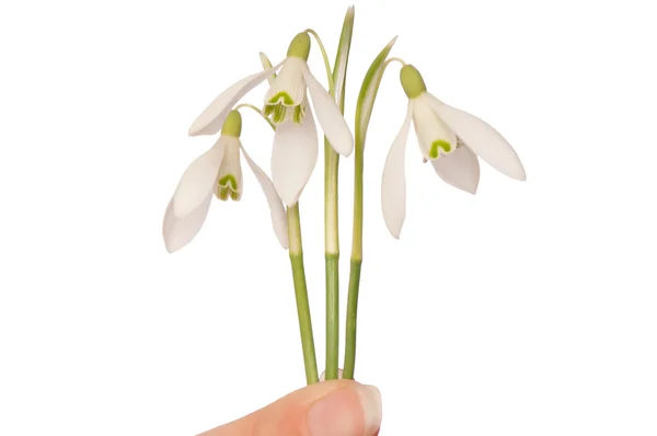 Snowdrops — Stock Photo, Image