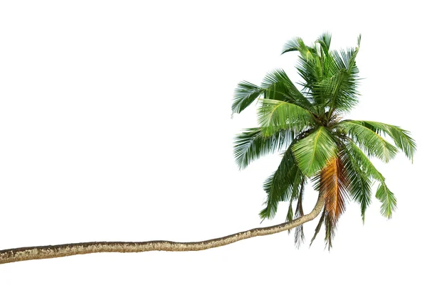 Böjda kokos trädet — Stockfoto