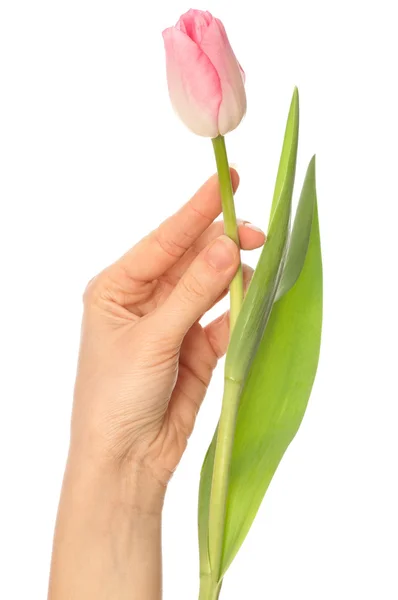 Våren tulip — Stockfoto