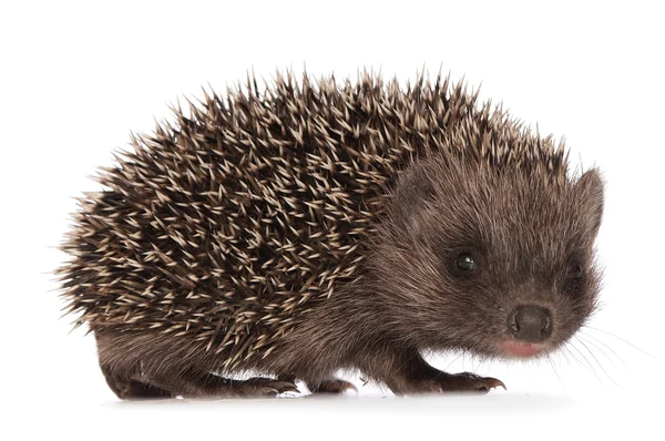 Small hedgehog — Stock Photo, Image