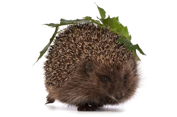 Hedgehog with green leafs — Stock Photo, Image