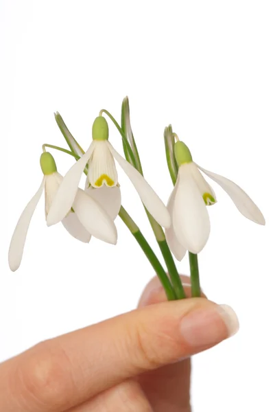 Snowdrops — Stock Photo, Image