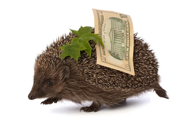 Hedgehog with dollars profit — Stock Photo, Image