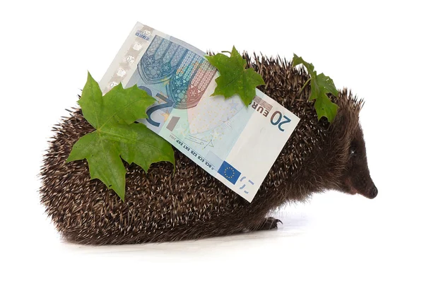 Erizo con beneficio en euros — Foto de Stock